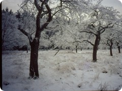 Beim Proffe Jupp seine Biene